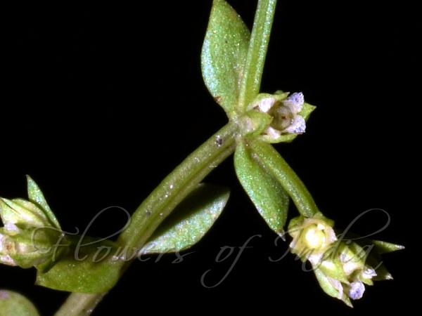 Indian Hoppea